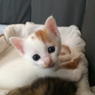 ★近畿★生後1ヶ月　サマー兄妹　茶白三毛♀