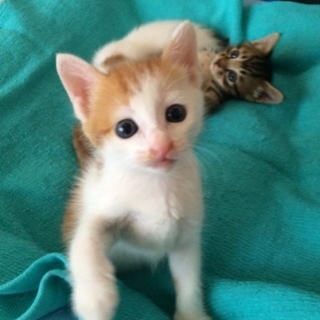 ★近畿★生後1ヶ月　サマー兄妹　茶白♂