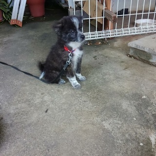 室内飼育☆子犬里親募集