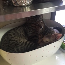 「生後一ヶ月！離乳食、トイレトレーニング中です。」サムネイル2