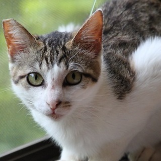 クレオパトラみたいに目力が強いです