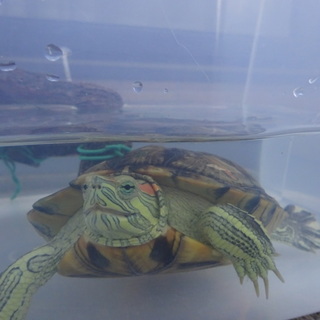 ミドリガメです　可愛がって下さい