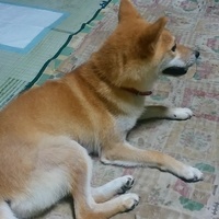 マツコ