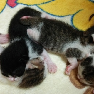 男の子３兄弟とトラの女の子