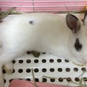 保護うさぎメィちゃん♀生後３ヶ月