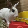 保護うさぎメィちゃん♀生後３ヶ月 サムネイル6