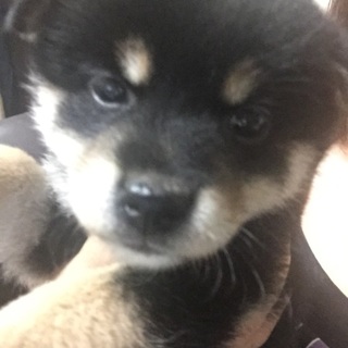 自宅で産まれた３ヶ月目の柴犬