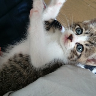 子猫の里親を募集しております！！