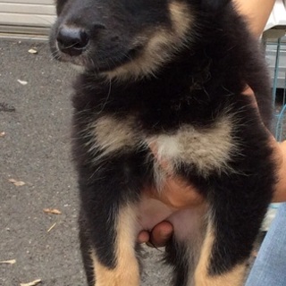 行き場のない子犬ちゃんたち①メス【17日まで！】