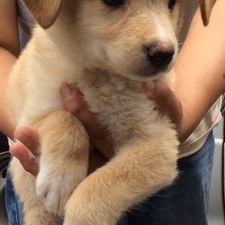 行き場のない子犬ちゃんたち②オス【17日まで！】