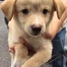 行き場のない子犬ちゃんたち②オス【17日まで！】 サムネイル2