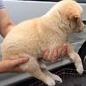 行き場のない子犬ちゃんたち②オス【17日まで！】 サムネイル5