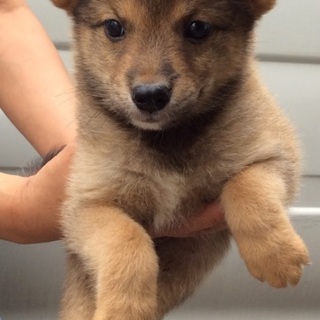 行き場のない子犬ちゃんたち③オス【17日まで！】