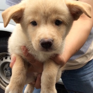 行き場のない子犬ちゃんたち⑤オス【17日まで！】