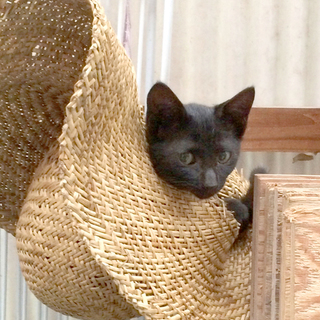 かわいい黒ねこさんです。