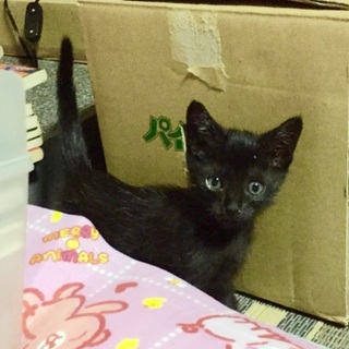 仔猫の里親決定しました！