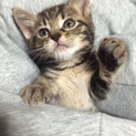 甘えん坊なキジトラねこちゃん
