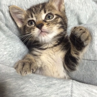 甘えん坊なキジトラねこちゃん