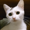 母猫のプリ子「先住猫のむうちゃんが大好き。飼い主は正直おまけ」