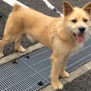 【SOS】テリア風一緒に遊べるフレンドリーな男の子