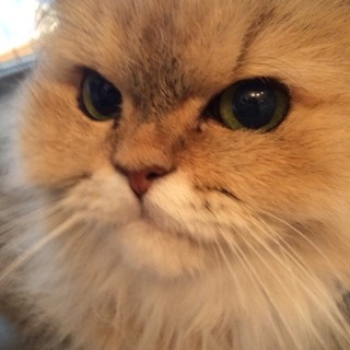 懐っこいゴールドチンチラ