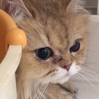 クリクリお目々のゴールドチンチラ