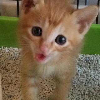 甘えんぼの茶トラちゃん