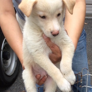 行き場のない子犬ちゃんたち④オス【17日まで！】