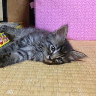 半長毛の黒トラくん♡生後約２ヶ月半