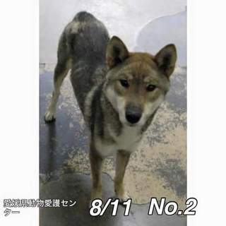 愛媛県動物愛護センターに保護されています！
