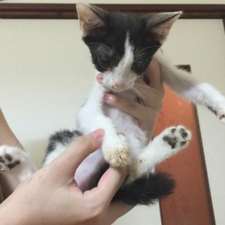子猫の里親様募集しています