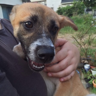 子犬の乙女ちゃんの里親さんを募集します！