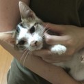 子猫の里親様募集しています