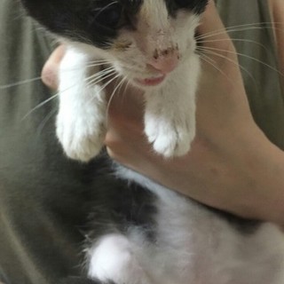子猫の里親様募集しています