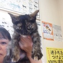 かわいいさび猫の里親さん募集致します