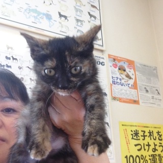 かわいいさび猫の里親さん募集致します