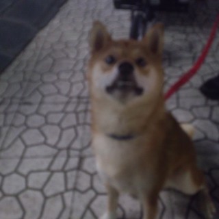 公園に捨てられ保護した1歳の小さい柴の男の子です！