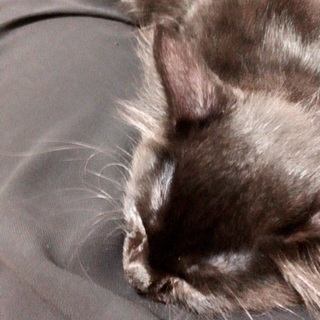 元気な子猫です