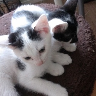 親とはぐれたｵｽ猫二匹です！