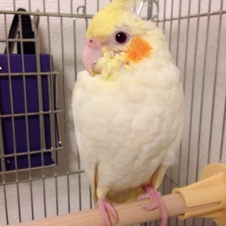 オカメインコの里親