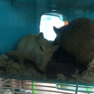 ジャービル産まれて約1ヶ月です。