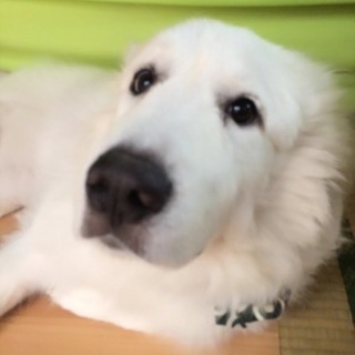 緊急募集です。グレートピレニーズ4才、女の子。