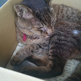 飼い主死亡により他人の軒先で暮らす猫