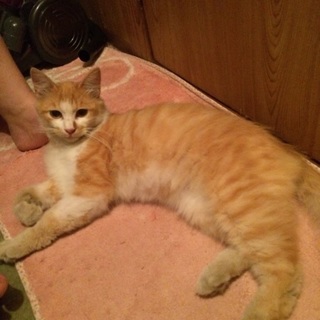 野良猫さんを保護しました。