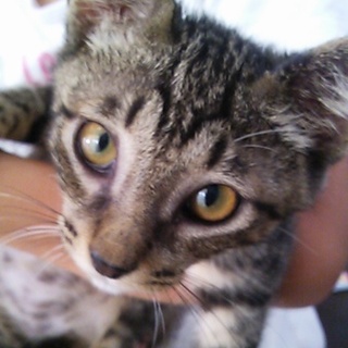 綺麗なキジトラくん♪２ヶ月過ぎ犬とも仲良し♪