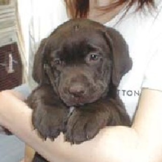 チョコラブ（メス）生後６０日