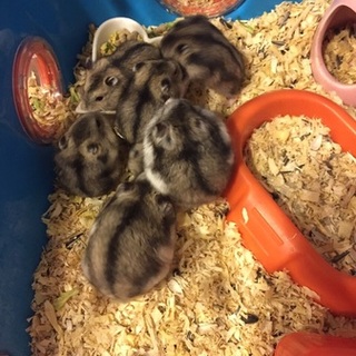 ジャンガリアンハムスター里親様募集