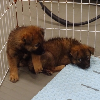 ふわもこ仔犬の太郎くん！