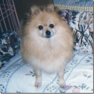 ポメ（メス）１歳半