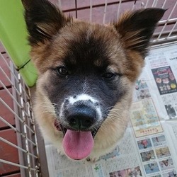 セブンデイズ譲渡会